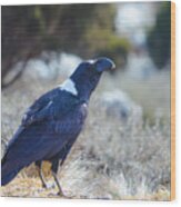 White-necked Raven Camping Out On Kilimanjaro Wood Print