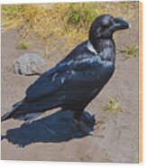White-necked Raven Of Kilimanjaro Wood Print