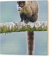 White-nosed Coati Wood Print