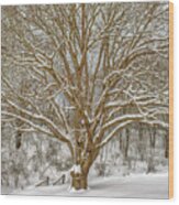 White Oak In Snow Wood Print