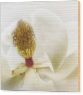 White On White Magnolia - Photography Wood Print
