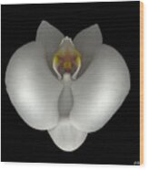 White Orchid On Black Wood Print