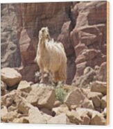 White Petra Goat Wood Print