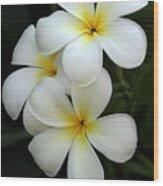 White Plumeria Wood Print