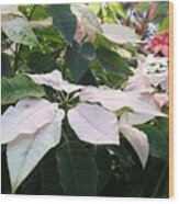 White Poinsettias Wood Print