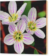 Virginia Spring Beauty Flower Wood Print