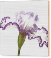 White Purple Iris Wood Print