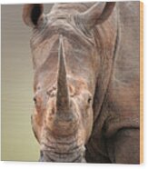 White Rhinoceros Portrait Wood Print