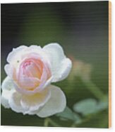 White Rose Wood Print