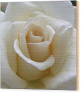 White Rose Wood Print