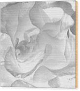 White Rose - Limited Edition Available 1 Of 25 Wood Print