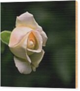 White Rosebud Wood Print