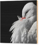 White Stork Wood Print