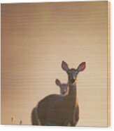White-tailed Deer 2016 Wood Print