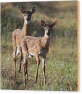 White-tailed Deer Wood Print