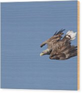 White-tailed Eagle Diving Wood Print
