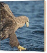 White-tailed Eagle Hunting Wood Print