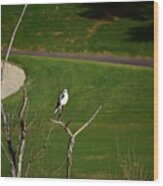 White Tailed Kite Wood Print