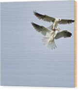 White-tailed Kites Food Exchange Wood Print