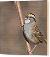 White-throated Sparrow Wood Print