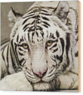White Tiger Looking At You Wood Print