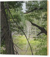 White Tree In Magic Forest Wood Print