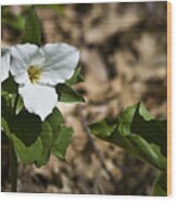 White Trillium Wood Print