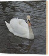 White Trumpet Swan Swimming In A Pond On A Spring Day Wood Print