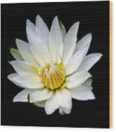 White Waterlily With Dewdrops Wood Print