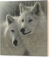 White Wolves - Sunlit Soulmates Wood Print