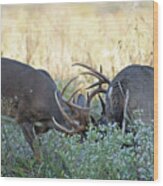 Whitetail Battle In Cades Cove Wood Print