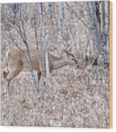 Whitetail Deer 1171 Wood Print