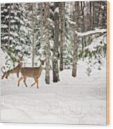 Whitetail Deer Winter Stroll Wood Print