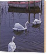Whooper Swans On River Wood Print
