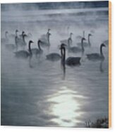 Whooper Swans Wood Print