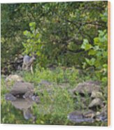 Whtietail Deer Along The Buffalo River Wood Print