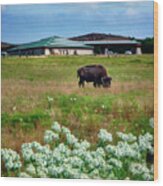 Wichita Mountain Wildlife Reserve Welcome Center Verticle Wood Print