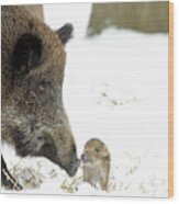 Wild Boar Mother And Baby Wood Print