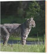 Wild Bobcat Stands Profile Looking Toward Sun Wood Print