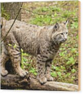 Wild Bobcat Wood Print