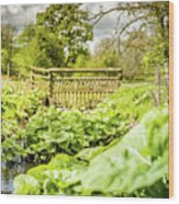 Wild Butterbur Wood Print