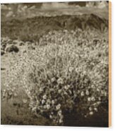 Wild Desert Flowers Blooming In Sepia Tone Wood Print
