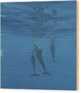 Wild Dolphins Wood Print