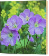 Wild Geranium Family Portrait Wood Print