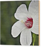 Wild Hibiscus Moscheutos_1a Wood Print