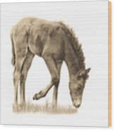 Wild Horse Grazing Wood Print