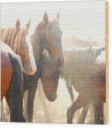 Wild Horses - Australian Brumbies 2 Wood Print