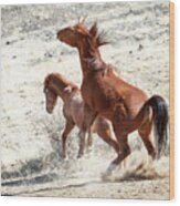 Wild Horses Couple #2 Wood Print