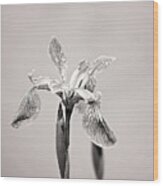 Wild Iris Black And White Print Wood Print