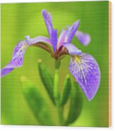 Wild Iris Wood Print